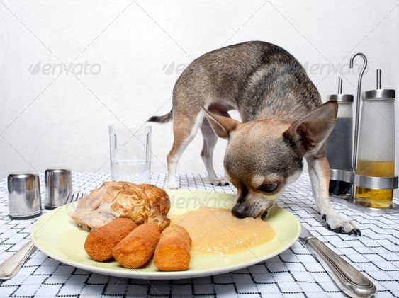 Chihuahua eating food from the plate