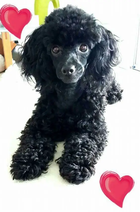 Poodle lying on the bed with its adorable face