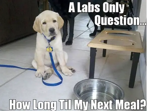 A sad labrador puppy sitting on the floor behind its empty bowl photo and with text - A labs only question: How long til my next meal?
