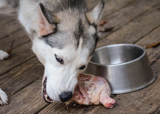 A Husky eating a fresh chicken meat on the wooden floor spilled from the bowl