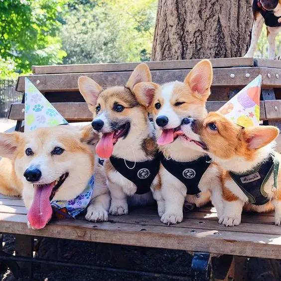 Corgi adult and puppies sitting on the bench at the park