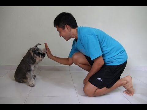 Schnauzer giving a paw to a man kneeling in front of him on the floor