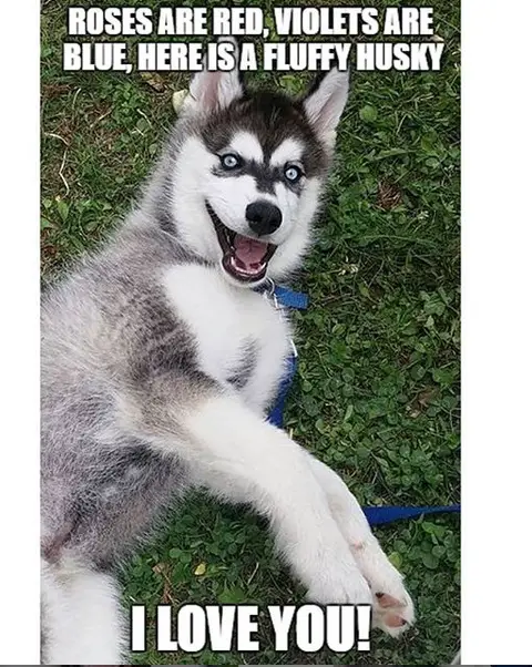 a Husky lying on the grass while smiling and with text - Roses are red, violets are blue, here is a fully husky I love you!