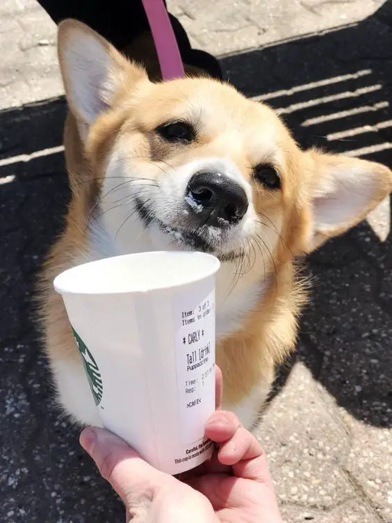 Corgi smiling with milk in its mouth behind the cup of starbucks in a woman's hand