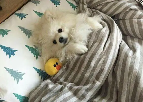 white Pomeranian in bed with its duck toy