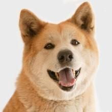 a happy Akita Inu