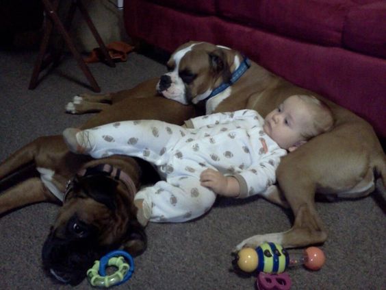 two boxer dogs lying on the floor with a baby