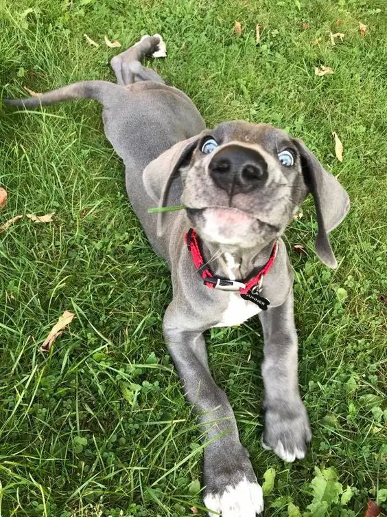 Great Dane lying on the green grass while looking up smiling