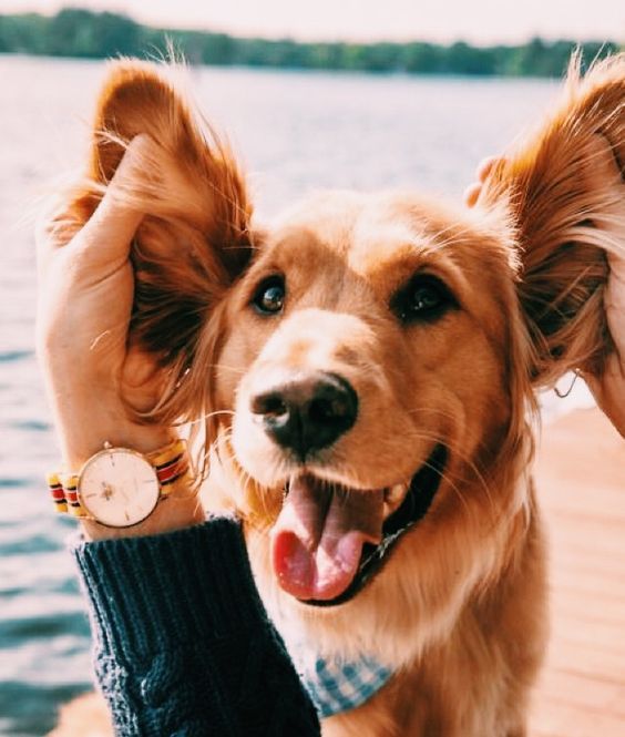 A Golden Retriever smiling while its ears are being spread out by a woman