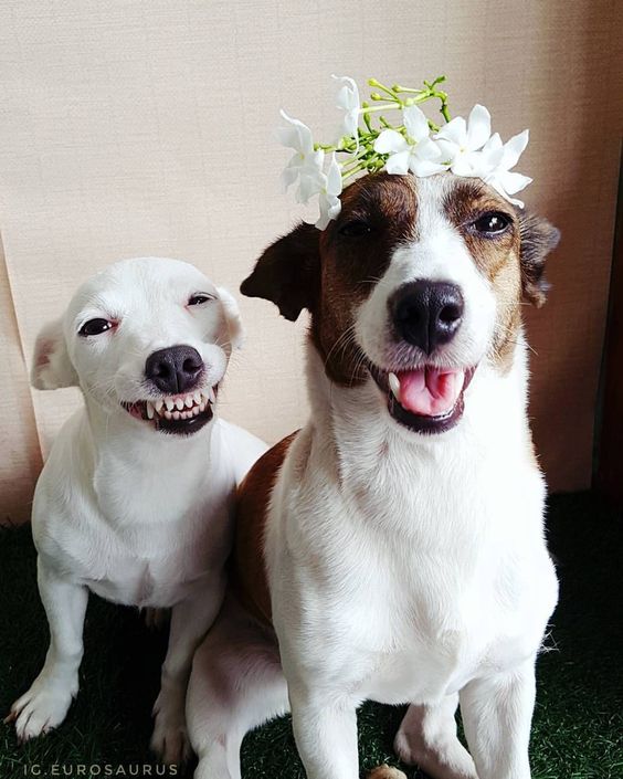 Jack Russell with picked flowers on top of its head sitting beside a Jack Russell who is smiling with its full teeth