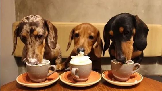 three Dachshund licking from each of their cup on the table
