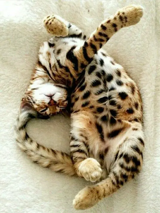 Bengal Cat sleeping with its head twisted around and its paws raising across the other side
