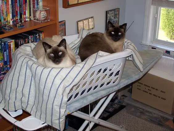 two Siamese Cat lying inside a basket