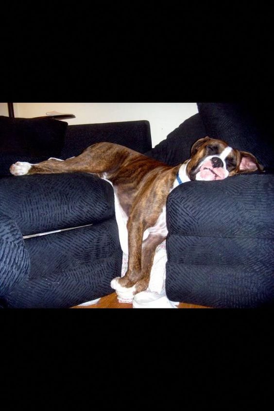 A Boxer puppy sleeping on the couch