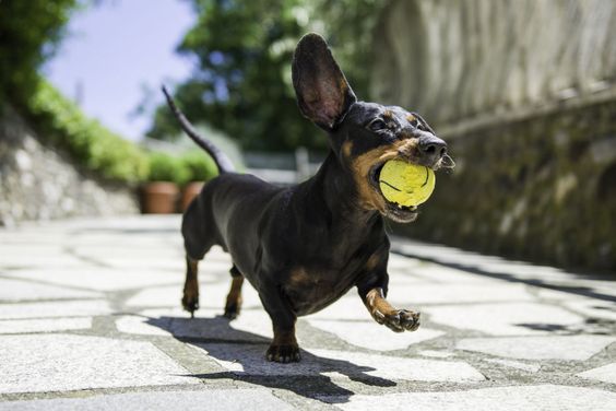 running Dachshund with a ball in its mouth