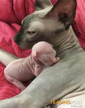 Sphynx Cat and its kitten lying on the bed