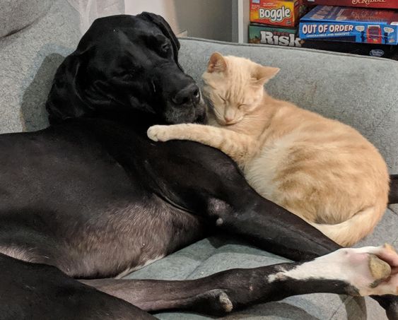 Great Dane dog sleeping with a cat in its bed