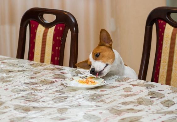 A Jack Russell sitting at the table while licking the food on the plate in front of him
