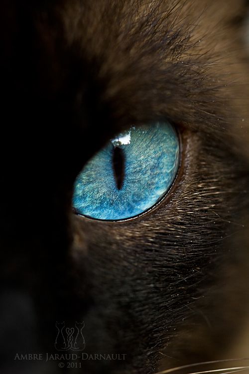 close up picture of the ocean blue eyes of a Siamese Cat