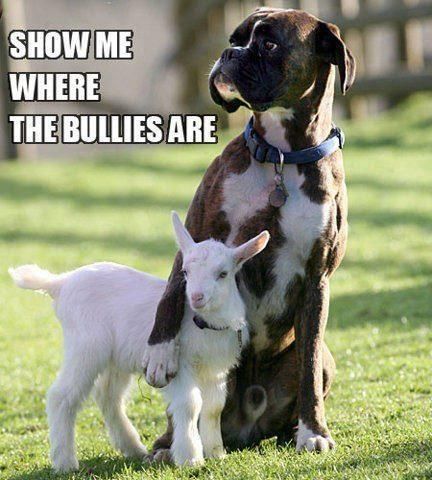 A Boxer sitting on the grass with its arms over the sheep and with text - Show me where the bullies are