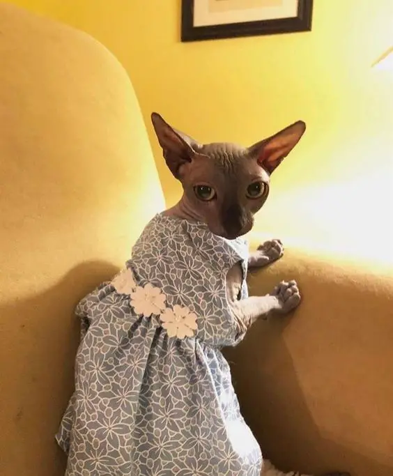 Sphynx Cat on the couch wearing a cute floral dress