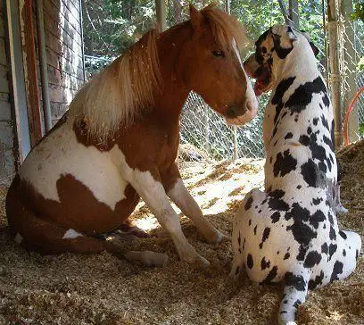 Great Dane sitting with a horse