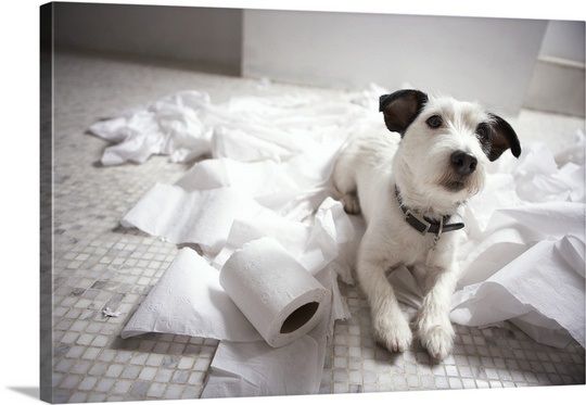 A Jack Russell lying on the floor with torn tissue papers around him