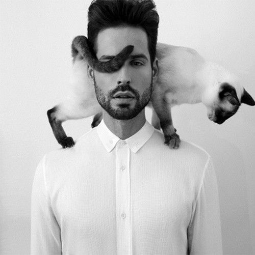 Siamese Cat on top of a man's shoulder while is tail is covering the left eye of a man