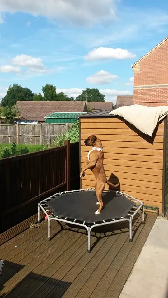 A Boxer standing up on top of a trampoline