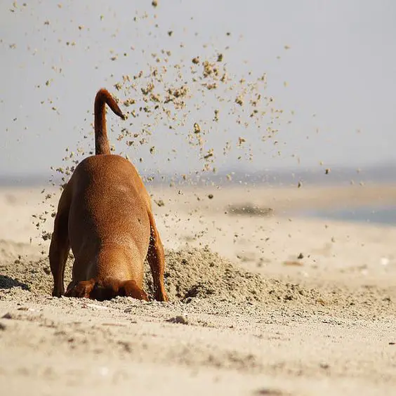 a Dachshund digging sand