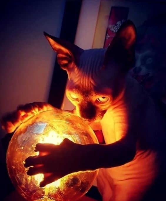 Sphynx Cat touching a ball with yellow light with its two hands