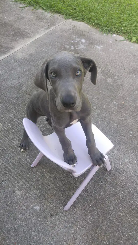 Great Dane puppy standing up on a chair