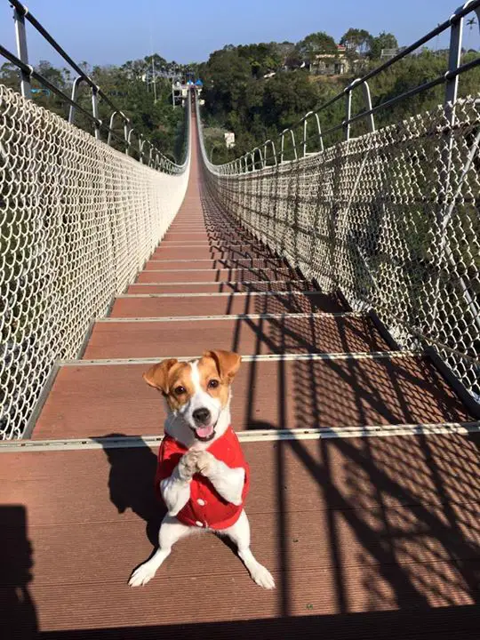 A Jack Russell wearing a polo while doing a sitting pretty in the bridge