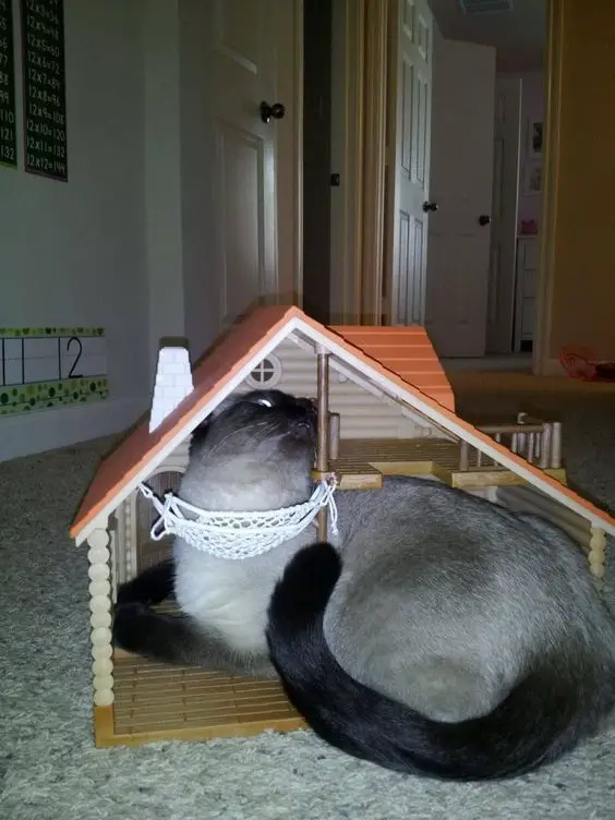 Siamese Cat inside a small toy house