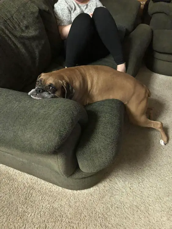 A Boxer lying on the couch with its sad face