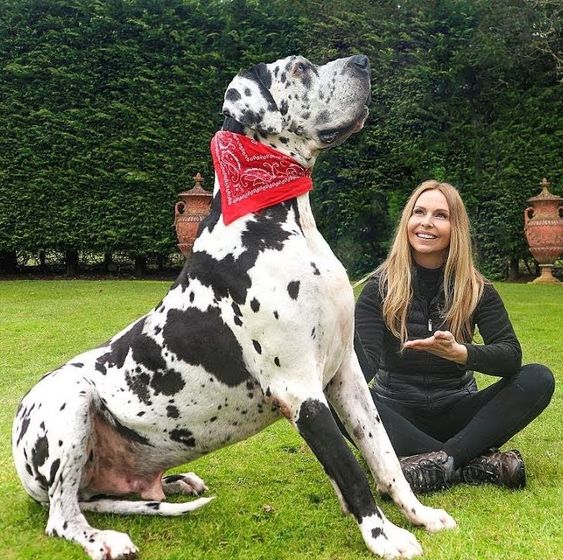 Great Dane sitting on a green grass with a girl looking up at him