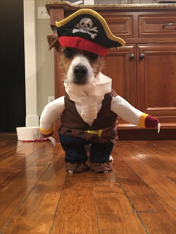 A Jack Russell wearing a pirate costume