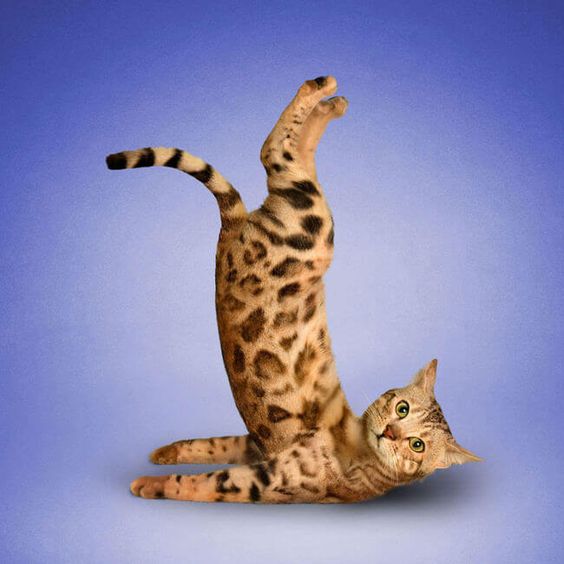 Bengal Cat in shoulder standing in an isolated blue background