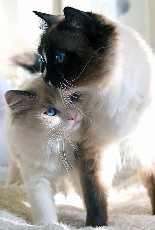 two Siamese Cats leaning on each other