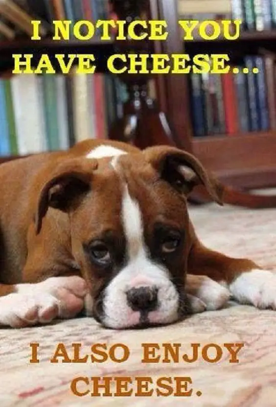 A Boxer puppy lying on the floor with its sad face and with text - I notice you have cheese... I also enjoy cheese.