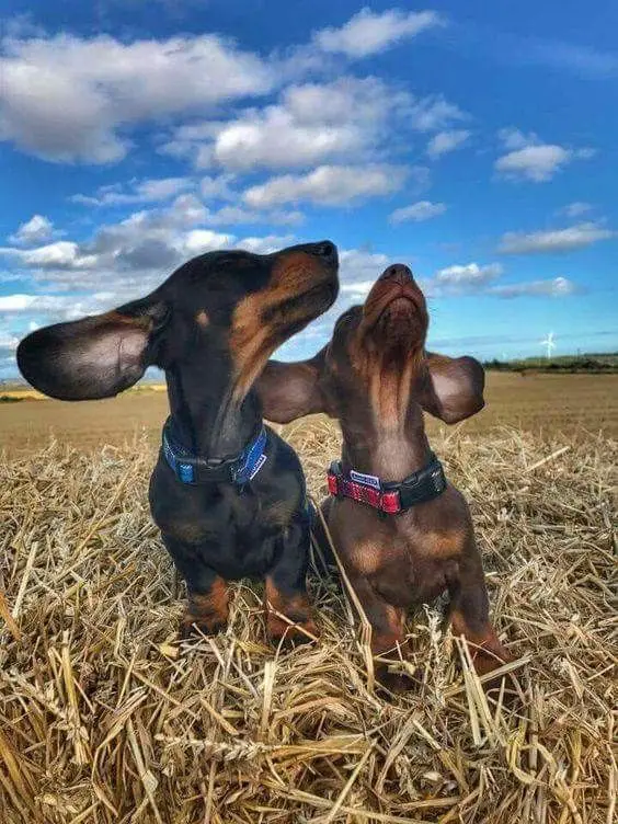 two Dachshunds in the field looking up the sky