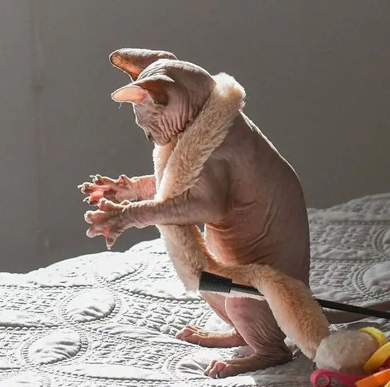 Sphynx Cat on the table with fluffy chord around its neck