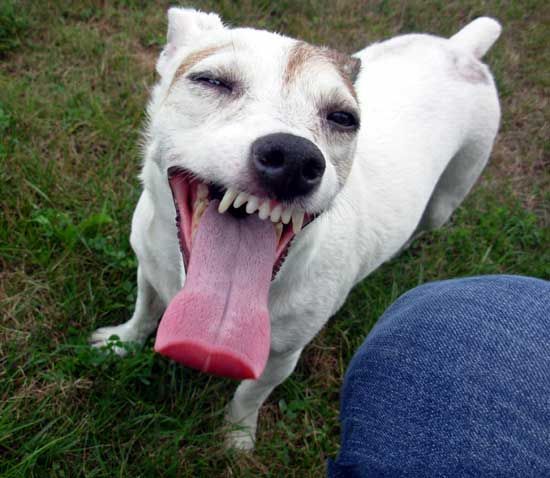 A Jack Russell standing on the grass with its mouth wide open and tongue out