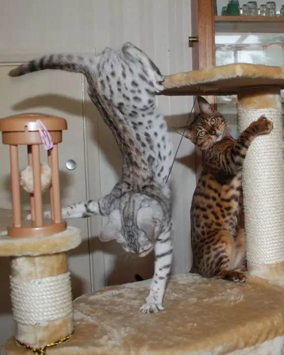 Bengal Cat upside down standing with its one hand
