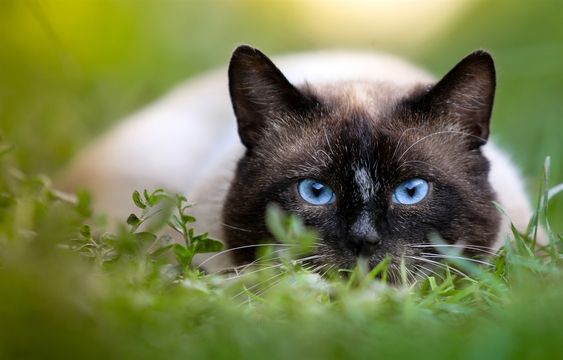 Siamese Cat lying on a green grass