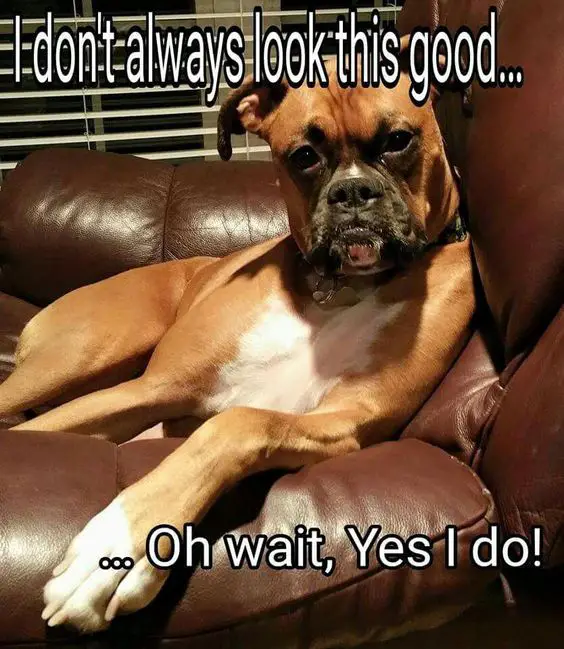 photo of a Boxer sitting on the chair and with text - I don't always look this good. Oh wait, Yes I do!