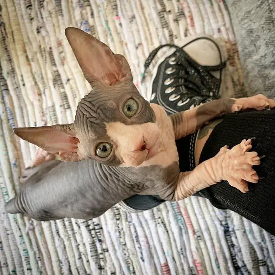 Sphynx Cat on its owner's leg