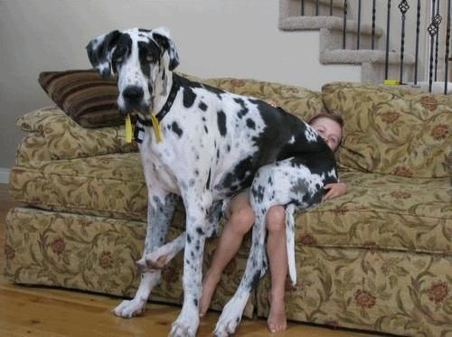 Great Dane sitting on top of a kid in the couch