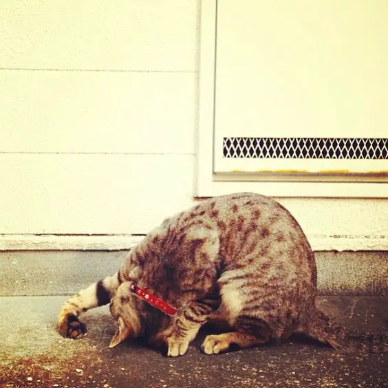 Bengal Cat sleeping while sitting with its head is on the ground