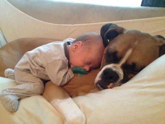 A Boxer sleeping on the couch with a baby on top of its body